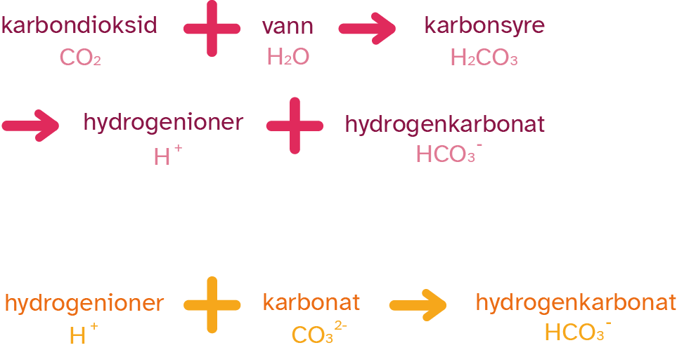Illustrasjon av reaksjonsligninger som viser hvordan havet blir forsurnet n&aring;r mengden CO2 &oslash;kes.