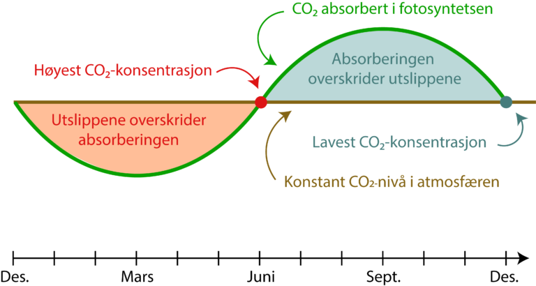 Illustrasjon som viser hvordan opptaket og utlippet av CO2 ville v&aelig;rt balansert dersom det var n&oslash;ytralt gjennom &aring;ret.